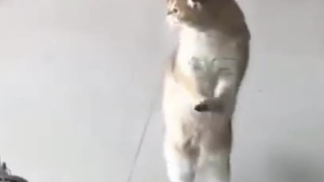 FUNNY CATS ARE DANCING #DANCING #CATS