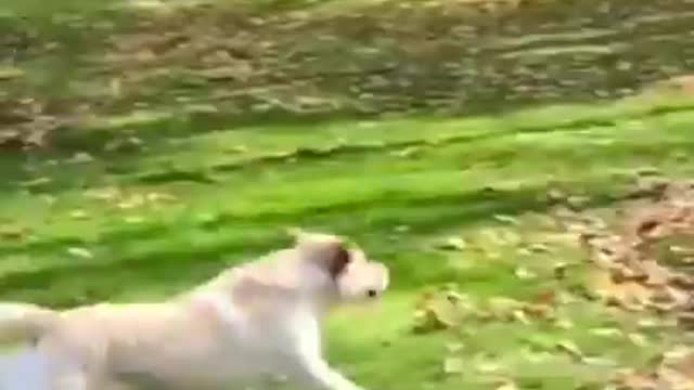 Funny animal video