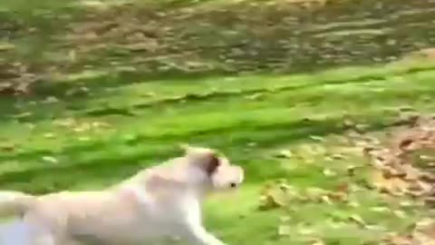 Funny animal video