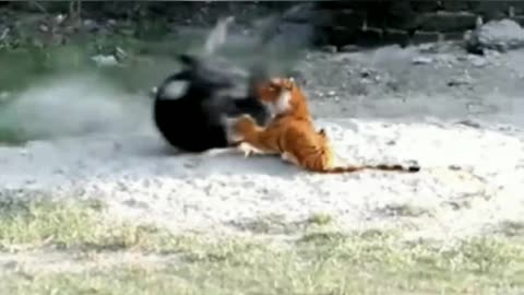 Dog vs Tiger toy. #6