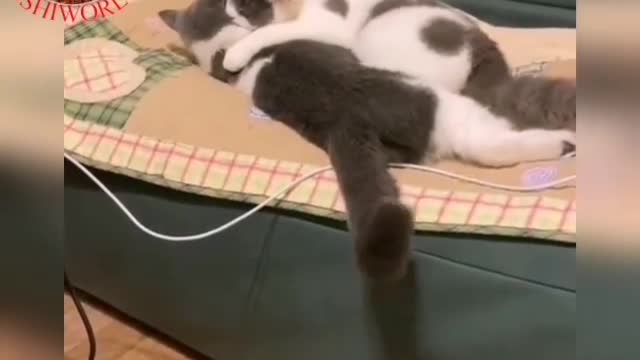 A cat mates with her lover over a bed