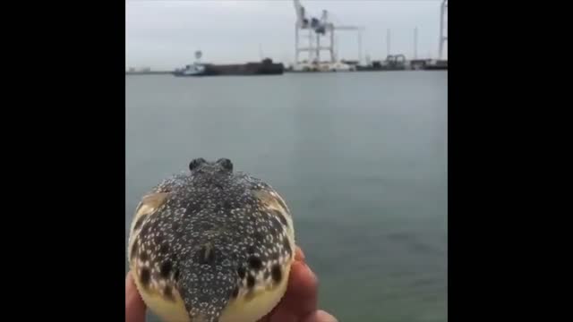 The sound of a Deflating Pupperfish