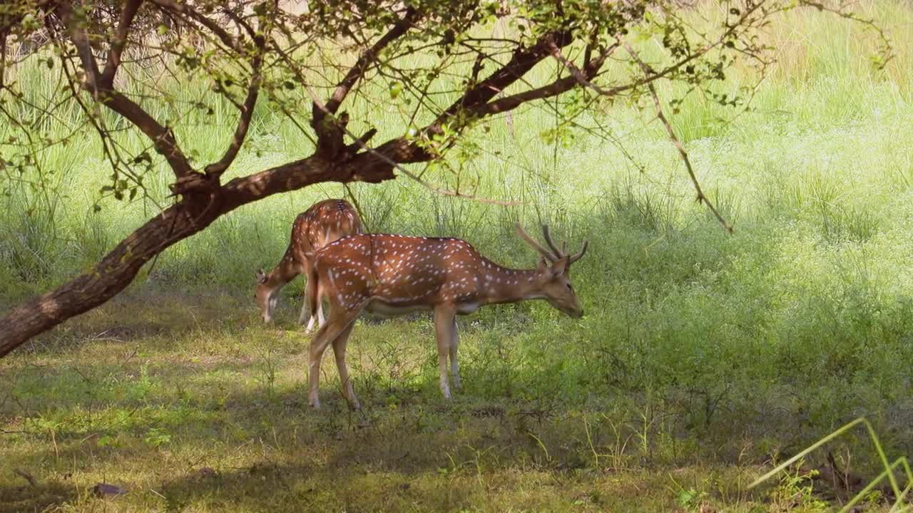 Chital or cheetal, also known as spotted deer, chital deer, and axis deer