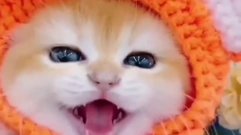 Little cat crying like a new born baby