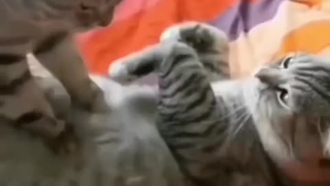 #cutecats