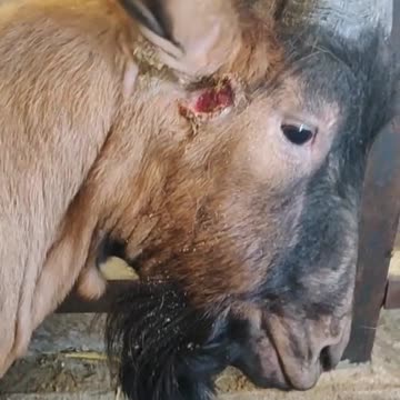 Le pauvre il doit se sentir mieux après#pourtoi #foryou #animaux #chevre #ferme #soin