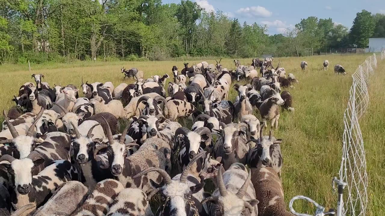 June 15th Pasture Move - 2023 Grazing Season