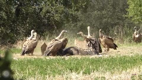 When an animal dies nature follows the cycle of life