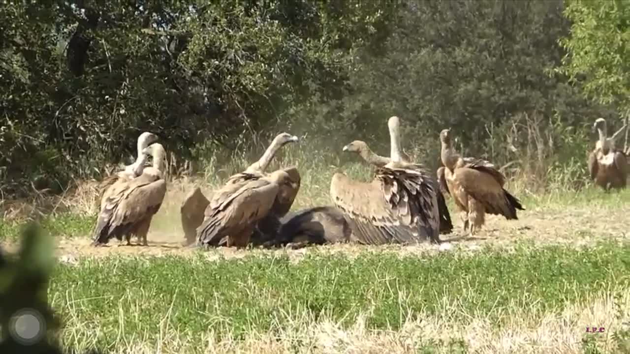 When an animal dies nature follows the cycle of life