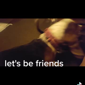 bassets dogs play time