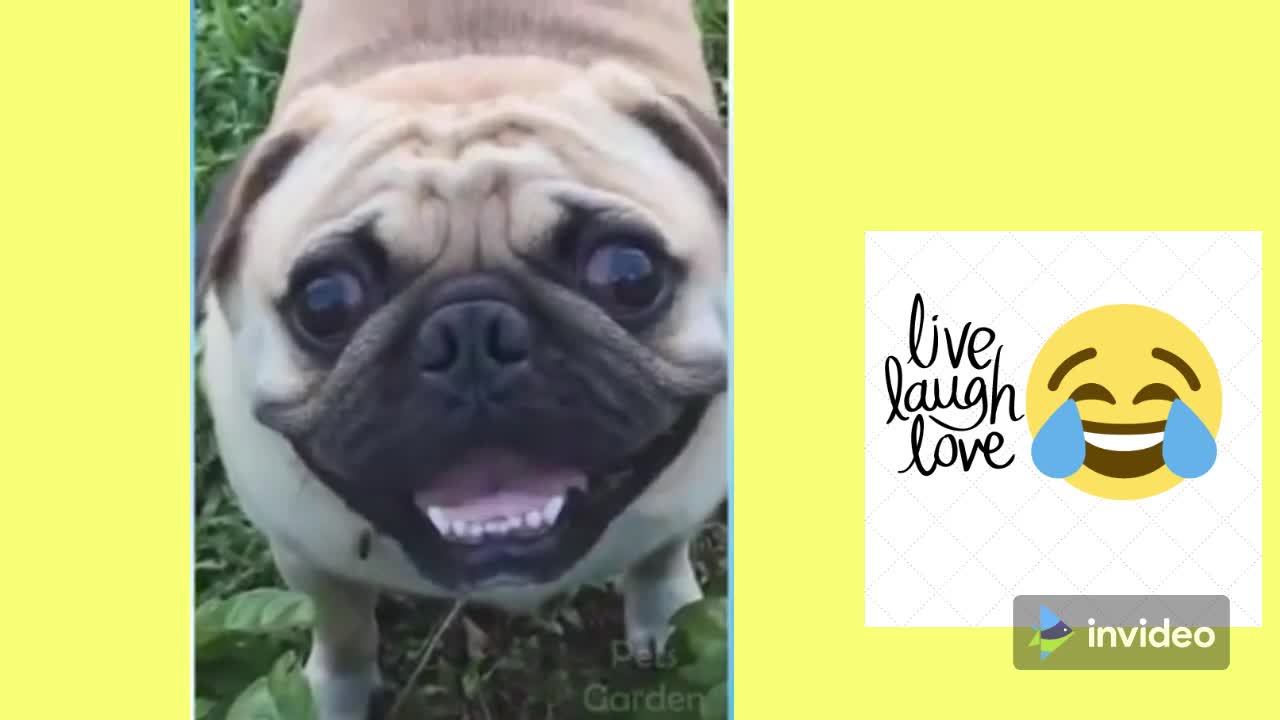 Funny and Cute Cat's Life 🤣 🐱🐶Cats and Owners are the best friends Videos