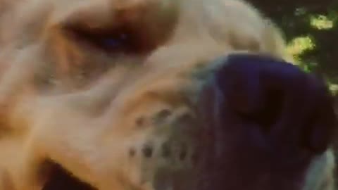 Labrador runs at and bites camera in slowmotion