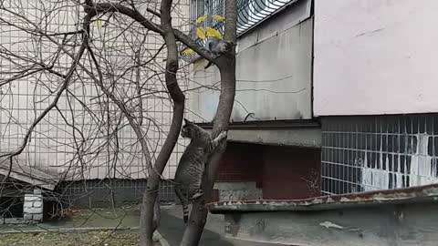 Cute kittens jumping on a tree