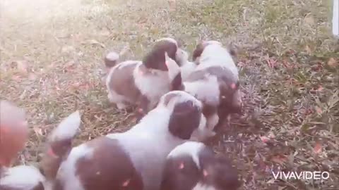 Hora de brincar com os cachorrinhos