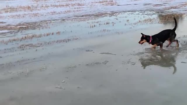 Husky testing spring water temperatures