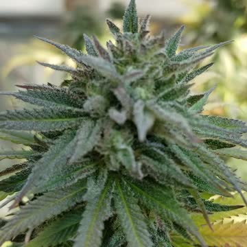 Holy Ogre grown in Florida