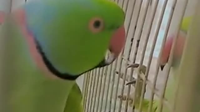 parrot short video