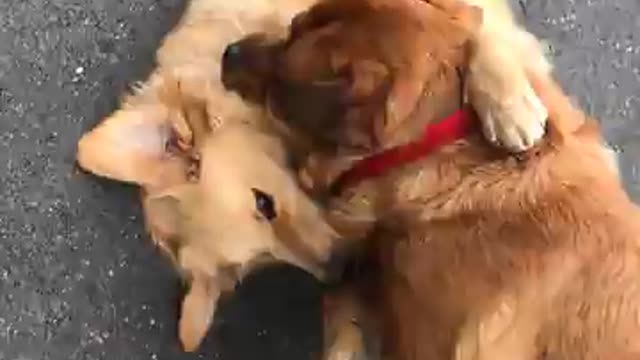 Crazy two dog fighting each other