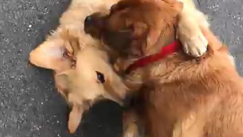 Crazy two dog fighting each other