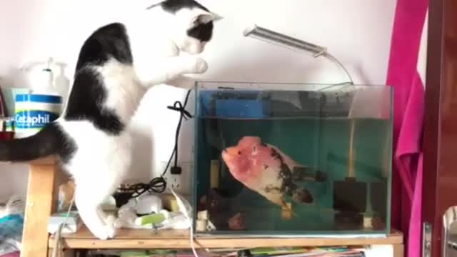 Cat & Fish Funny Pets