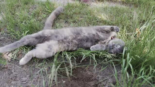 Cat Laying On The Grass