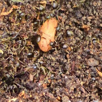 Black ants are dragging something into your anthill.