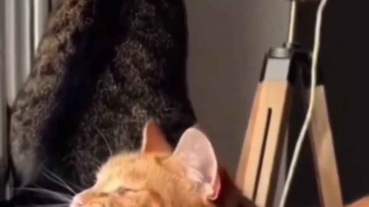 Best Funny Pet Videos 🤣
