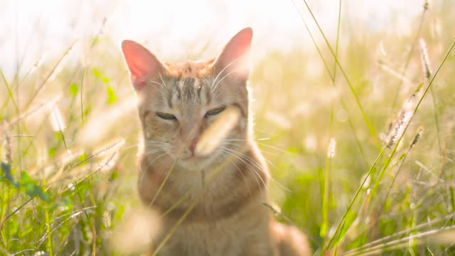 CAT IN THE GRASS IN THE SUN