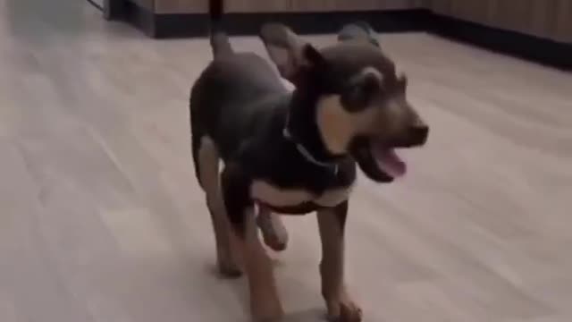 Dancing dog