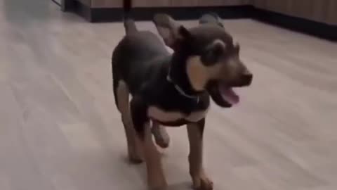 Dancing dog