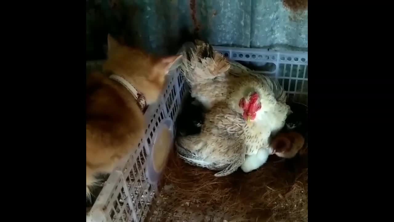 Mama Cat vs Mother Hen