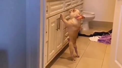 Beautiful Dog Video