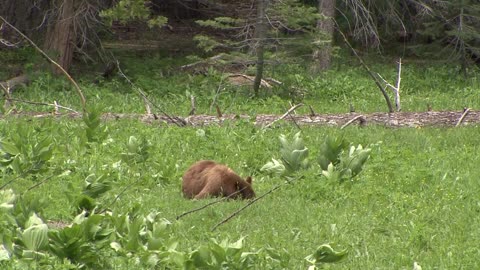 Animals Video Animals hd)