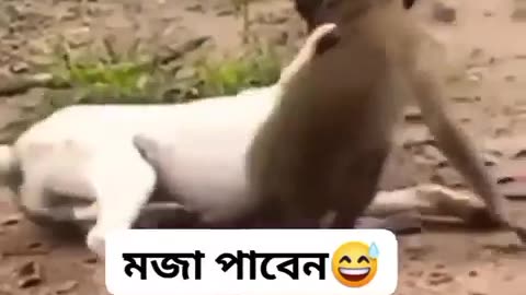 Cat monkey two stepbrother fight relationship