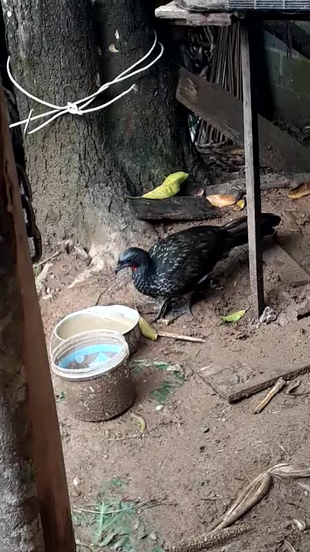 Jacu sorrateiro: o momento em que ele se esgueira para beber água