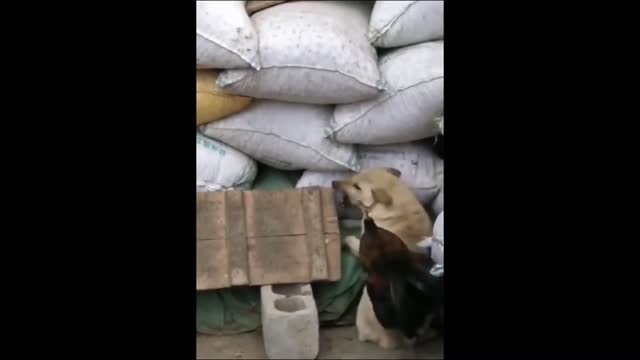 Chicken and Dog Fight in 14s