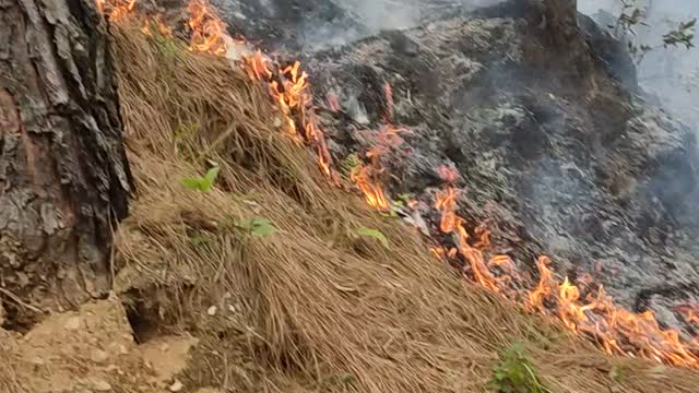 Jungle fire