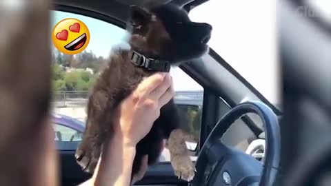 Funny Dogs And Cats Videos That Will Make You Laugh All Day Long