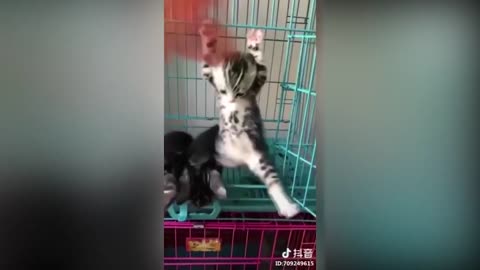 Best Cute CATS funny video compilation 2021