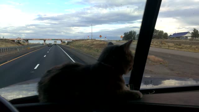 Trucker cat does not like the overpass