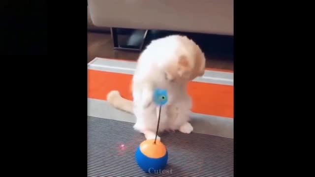 Funny Cats Training Comedy Scene Short Video😂😂😂😂