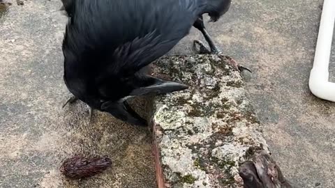 Strong crow