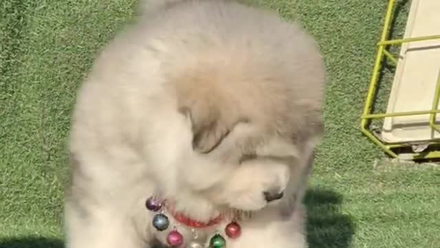 Funniest and Cutest Puppies