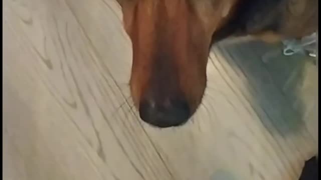 Happy jack weenie playing with her toy and hiding under the sofa