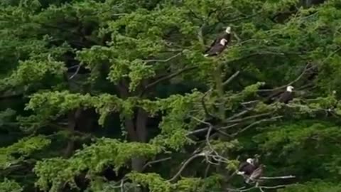Got Eagles?