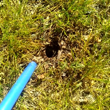 Yellow Jackets In Summer Months.