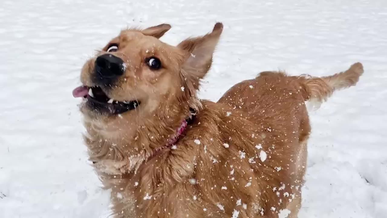 Dogs Reacting to First Snow Funniest Dog Reaction