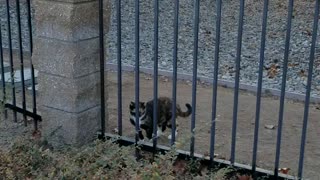 Cat Takes Fence Line to Avoid Mingling with Neighbor