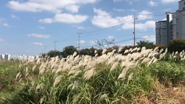 Feel the relaxing sound of the wind