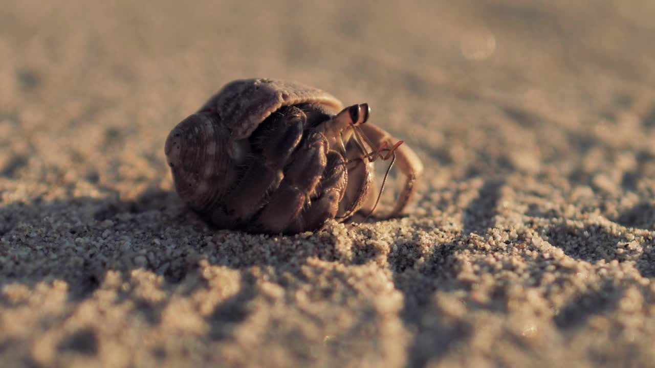 Hermit crab pokes out of its shell and starts walking on the sand